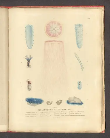Mossusques et zoophytes. (2);Péron, François, 1775-1810; Lesueur, Charles Alexandre, 1778-1846; Aubert, L.; Milbert, Jacques Gérard, 1766-1840;1811;14352.067
